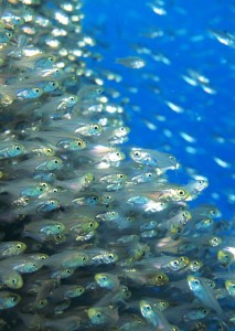 Photo Hiroshi Takano